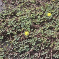 Neptunia prostrata (Lam.) Baill.